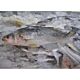 Poisson bar - 1kg