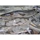 Poisson Capitaine frais - 1kg